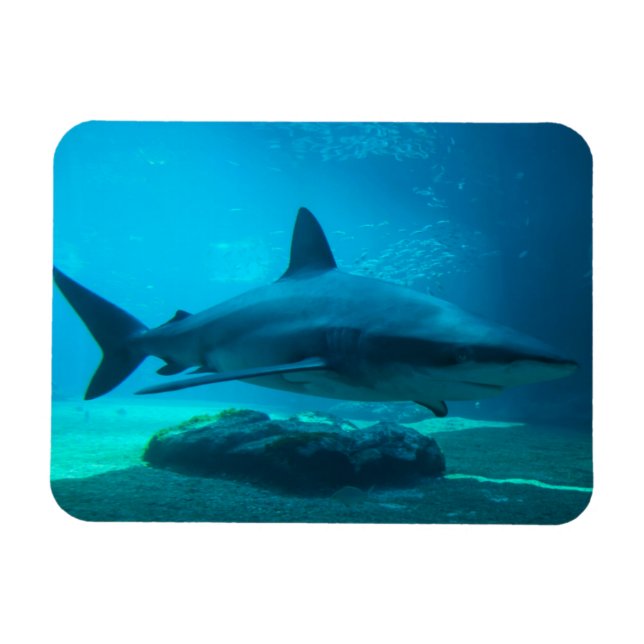 Dusky-Hai (Carcharhinus Obscurus), Ushaka Magnet (Horizontal)