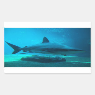 Dusky-Hai (Carcharhinus Obscurus), Ushaka Rechteckiger Aufkleber