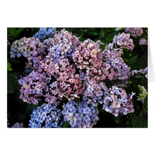 Dusky Hydrangeas (Vorderseite (Horizontal))