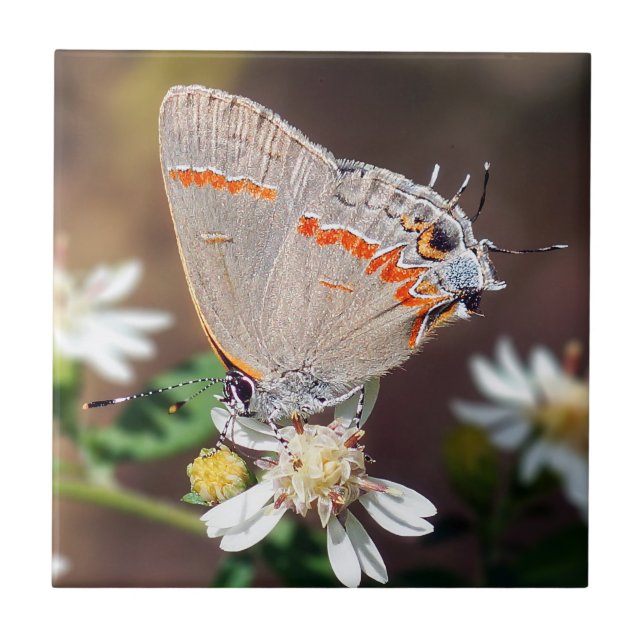Düstere blaue fliese (Vorderseite)