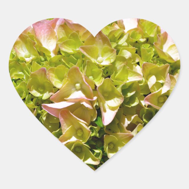 Dustrosa Blume Hydrangeas Herz-Aufkleber (Vorderseite)