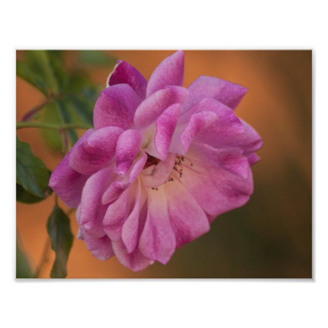 Dusty Pink Rose Fotodruck (Vorne)