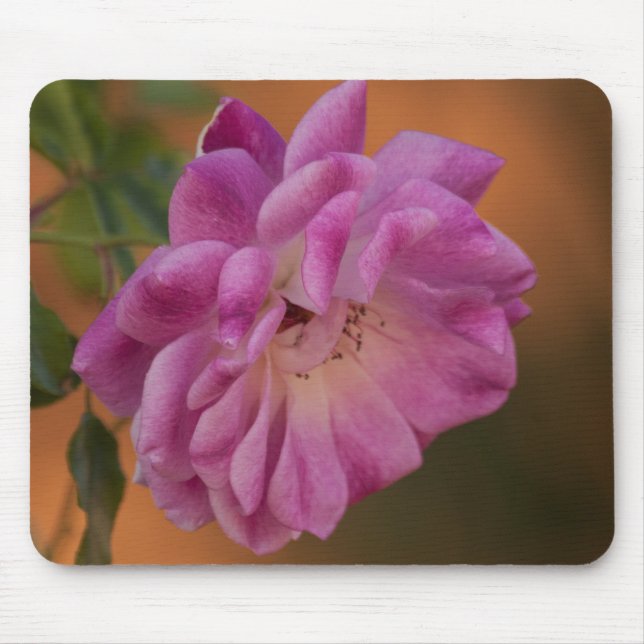Dusty Pink Rose Mousepad (Vorne)