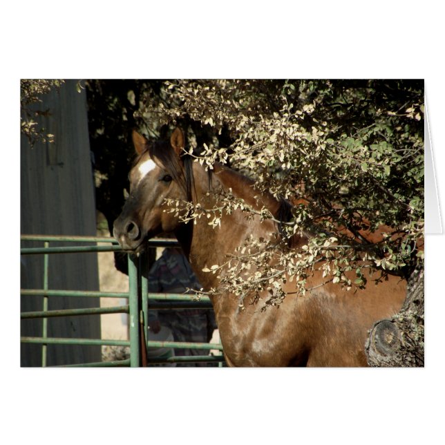 Dusty, Quarter Horse Stallion (Vorderseite (Horizontal))