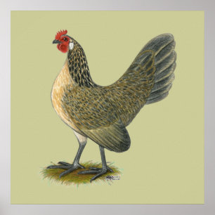 Dutch Bantam: Blue Quail Hen Poster