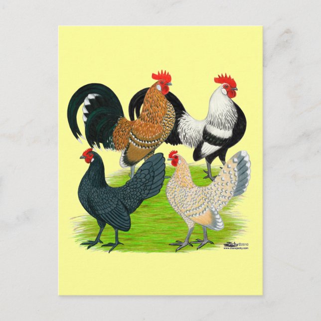 Dutch Bantam Quartett Postkarte (Vorderseite)