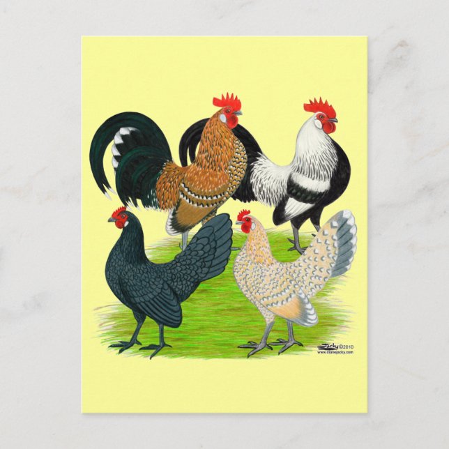 Dutch Bantam Quartett Postkarte (Vorderseite)