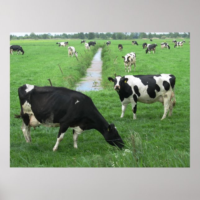 Dutch Dairy Cows Poster Print Geschenke (Vorne)