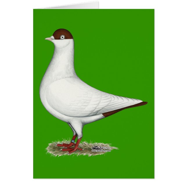 Dutch Helmet Pigeon (Vorne)