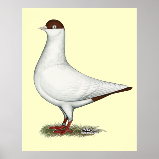 Dutch Helmet Pigeon Poster (Vorne)