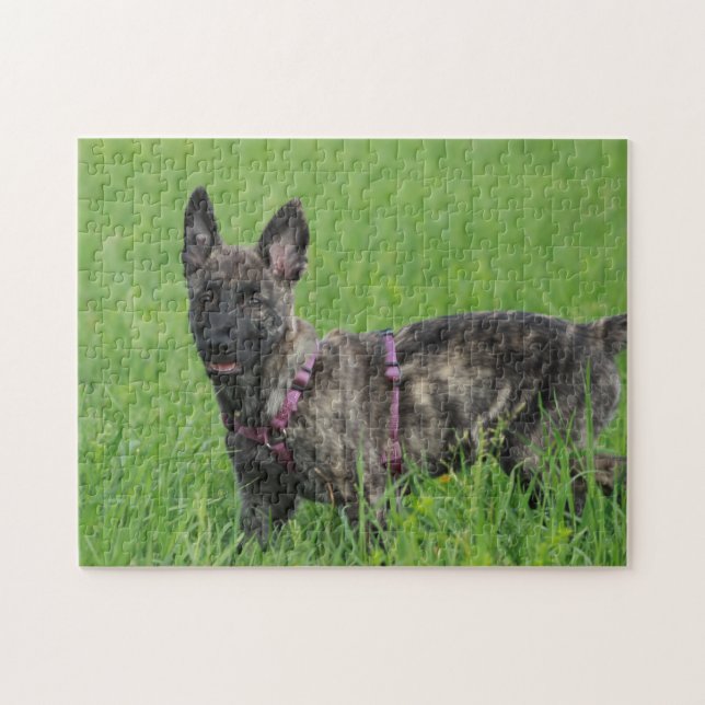 Dutch Shepherd Dog (Horizontal)