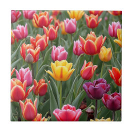 Dutch Tulips Fliese