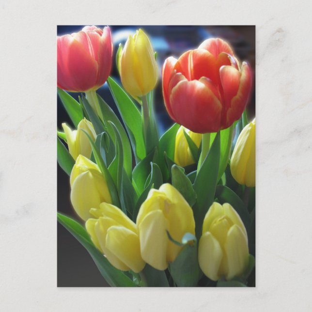 Dutch Tulips Postcard Postkarte (Vorderseite)