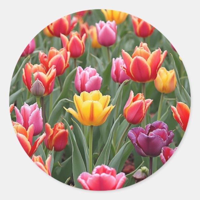 Dutch Tulips Runder Aufkleber (Vorderseite)