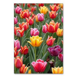 Dutch Tulips Tischnummer