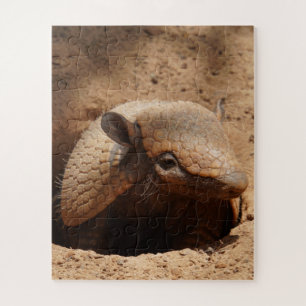 Dwarf Armadillo Sprichwort Hallo