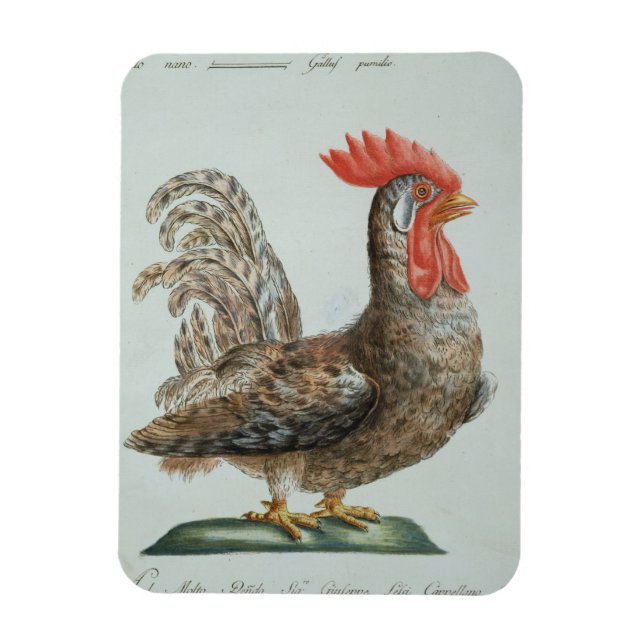 Dwarf Cockerel, c.1767-76 (handfarbene Gravur) Magnet (Vertikal)