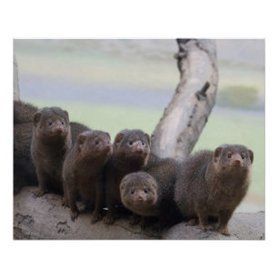 Dwarf Mongoose Pack Poster