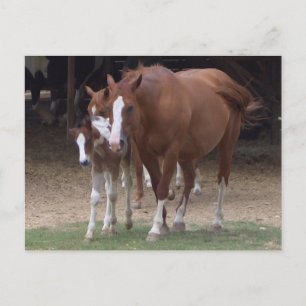 DX - Carte postale Chevaux de beauté