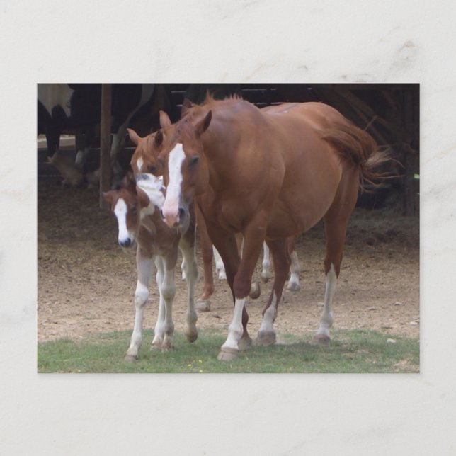 DX - Carte postale Chevaux de beauté (Devant)