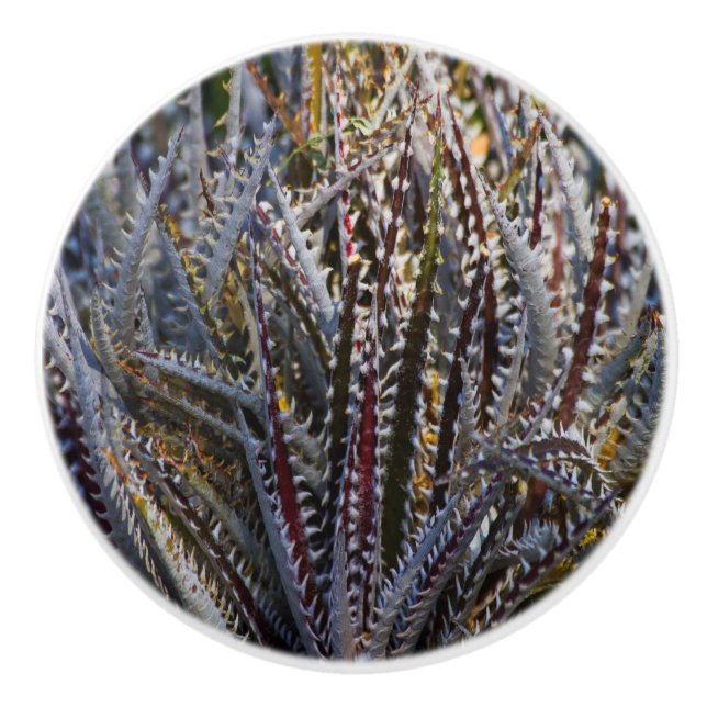 Dyckia delight keramikknauf (Vorderseite)