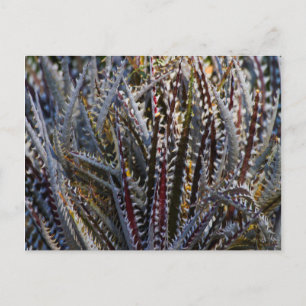 Dyckia delight postkarte