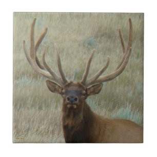 E10 Bull Elk in Velvet Head Shot Fliese