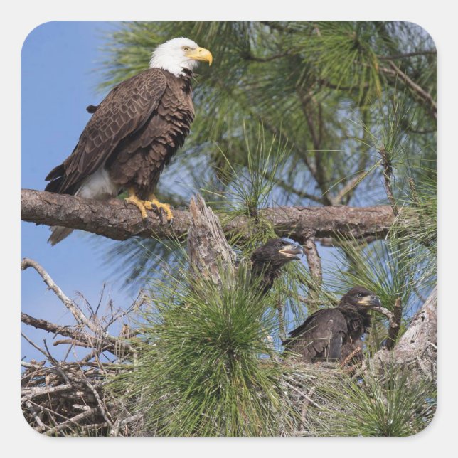 E10 und E11 Aufkleber (Vorderseite)