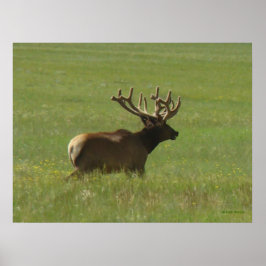 E12 Bull Elk 1 oder 2? Poster