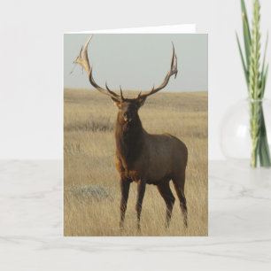 E13 Bull-Elch Gras in Hörnern Karte