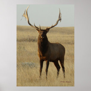 E13 Bull Elk Gras in den Hörnern Poster