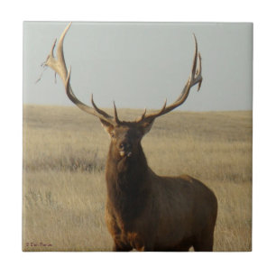 E13 Bull Elk Gras in Geweihen Fliese