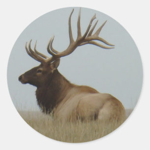 E15 Bull Elk Runder Aufkleber