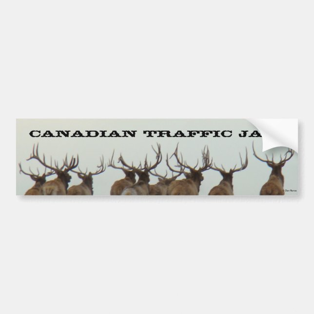 E17 Bull Elk Running Autoaufkleber (Vorne)