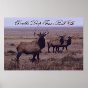 E19 Bull Elk Double Drop Hörner Poster