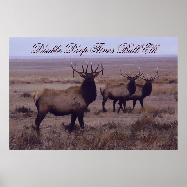 E19 Bull Elk Double Drop Tines Poster (Vorne)