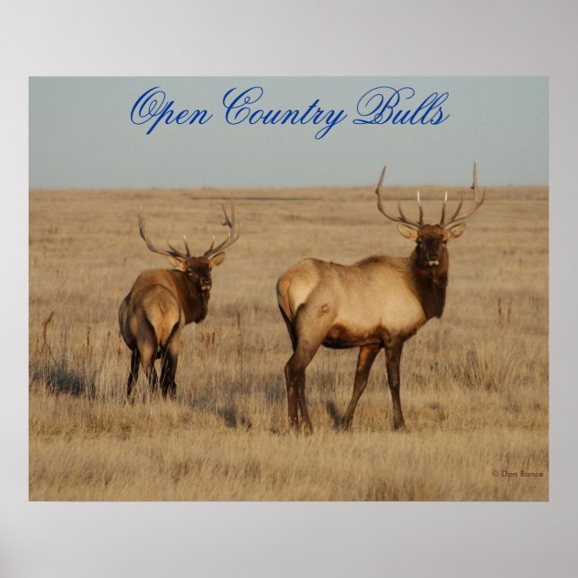 E1 Bull Elk Open Country Bulls Poster (Vorne)
