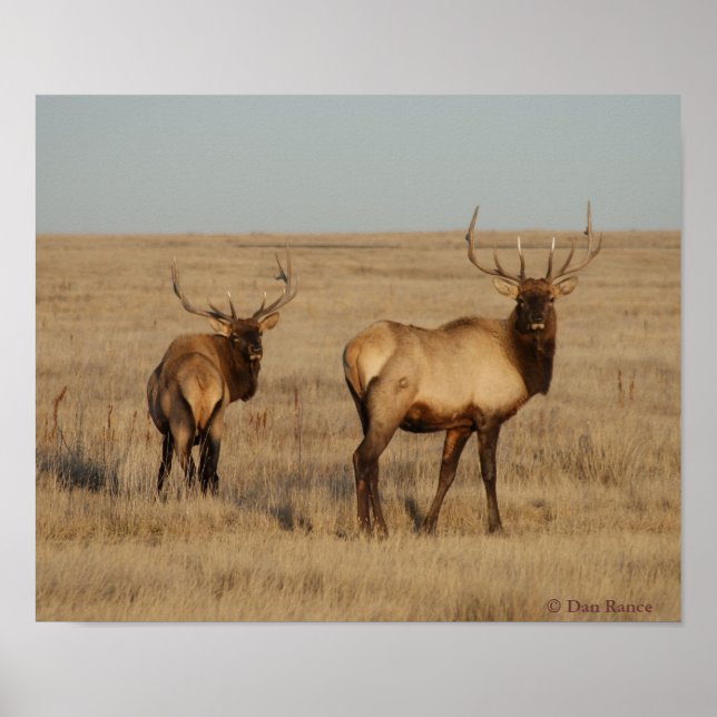 E1 Bull Elk Young Bulls Poster (Vorne)