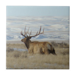 E22 Bull Elk and Snowy Hills Fliese