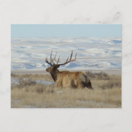 E22 Bull Elk and Snowy Hills Postkarte
