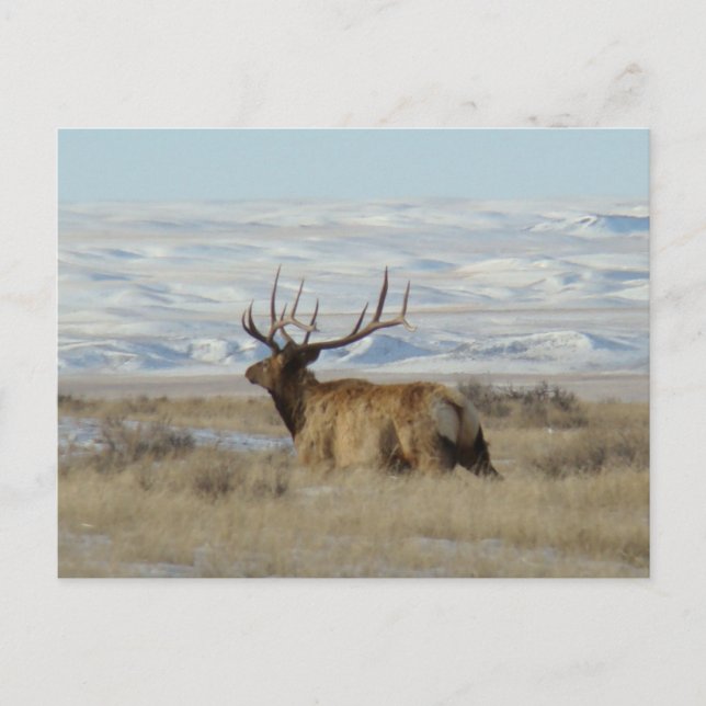 E22 Bull Elk and Snowy Hills Postkarte (Vorderseite)