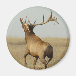 E23 Bull-Elch Gras in Hörnern Magnet