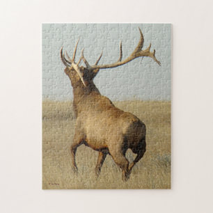 E23 Bull Elk Gras in Hörnern