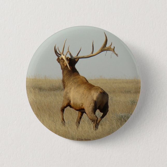 E23 Bullgras in Hörnern Button (Vorderseite)