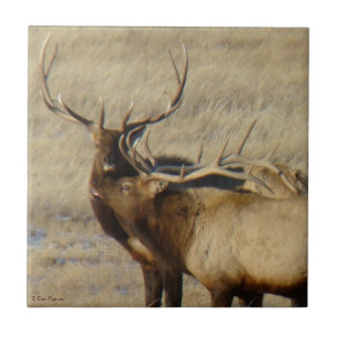 E24 Bull-Elch Fliese