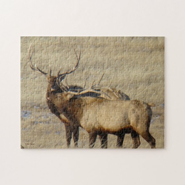 E24 Bull Elk (Horizontal)