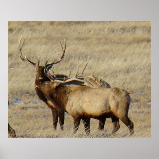 E24 Bull Elk Poster (Vorne)