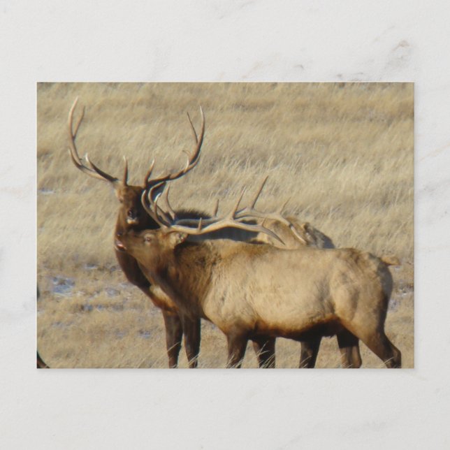 E24 Bull Elk Postkarte (Vorderseite)