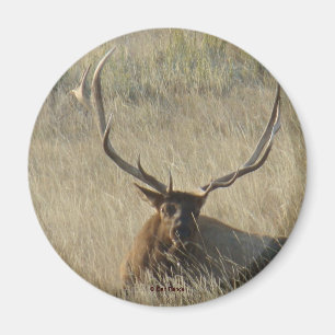 E25 Bull-Elch liegt im Gras Magnet