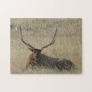 E25 Bullklee im Gras